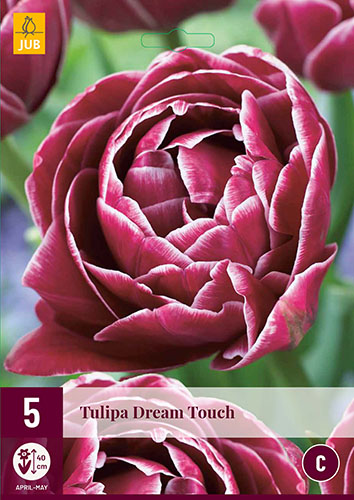Tulipán Dream Touch, cibuloviny, cibule tulipanaov, cibulky tulipanov, cibule kvetov, kvetove cibule