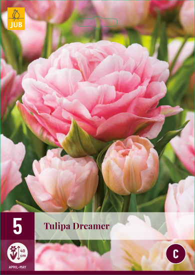  TULIPÁNY DREAMER 5 ks 