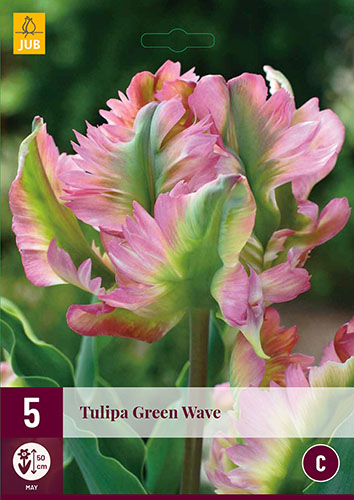 Tulipán Green Wave, cibuloviny, cibule tulipanaov, cibulky tulipanov, cibule kvetov, kvetove cibule