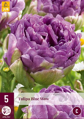 Exkluzívne tulipány BLUE WOW 5 ks 
