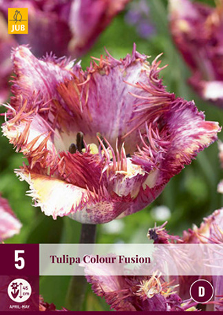 Tulipán COLOUR FUSION - 5 ks