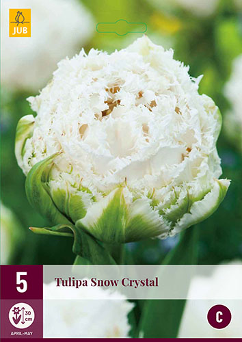 Tulipán Snow Crystal, cibuloviny, cibule tulipanov, cibulky tulipanov, cibule kvetov, kvetove cibule