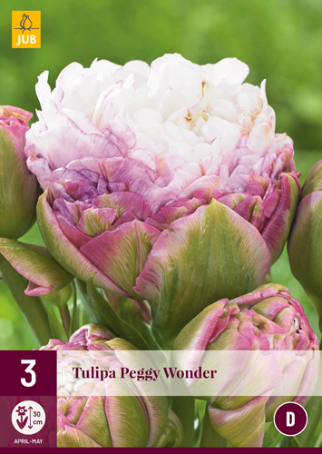  TULIPÁNY PEGGY WONDER 3 ks 