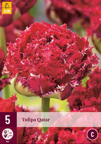 Exkluzívne tulipány QATAR 5 ks 