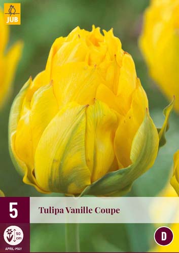 Exkluzívne tulipány VANILLE COUPE 5 ks 