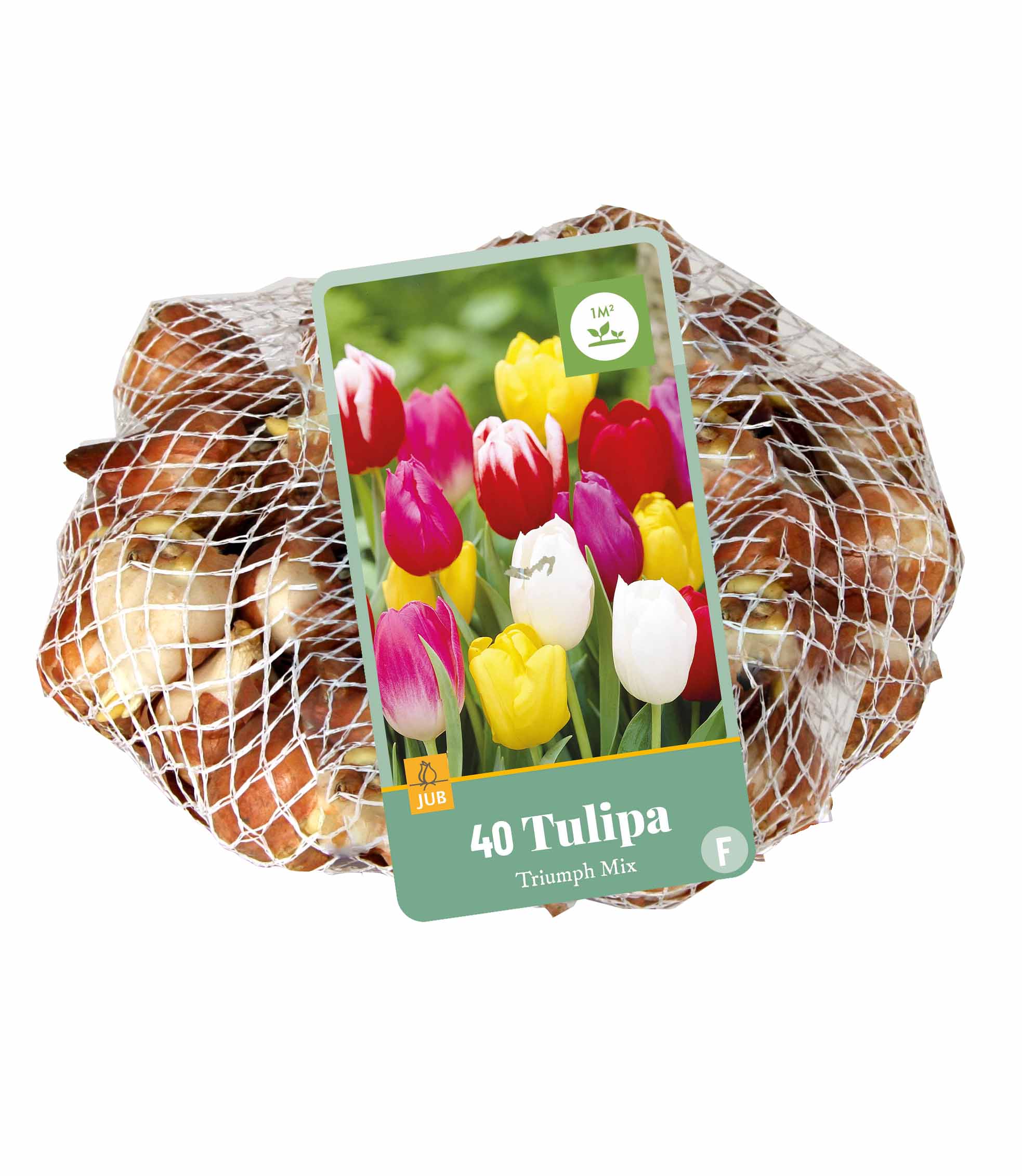 TULIPÁNY TRIUMPH MIX 40 ks 