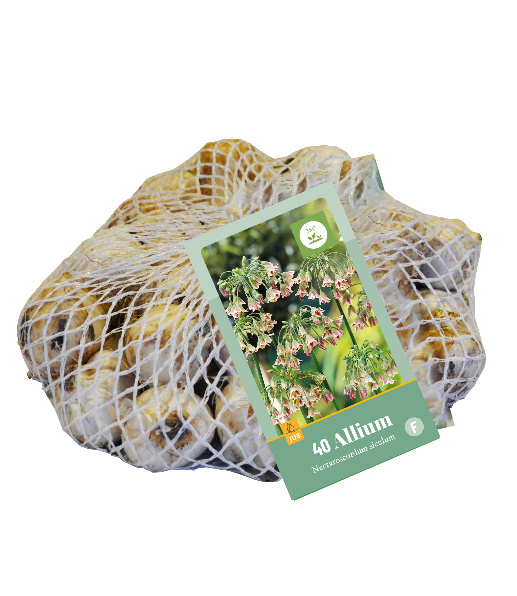 Sietka ALLIUM NECTAROCRORDUM SICULUM 40 ks 