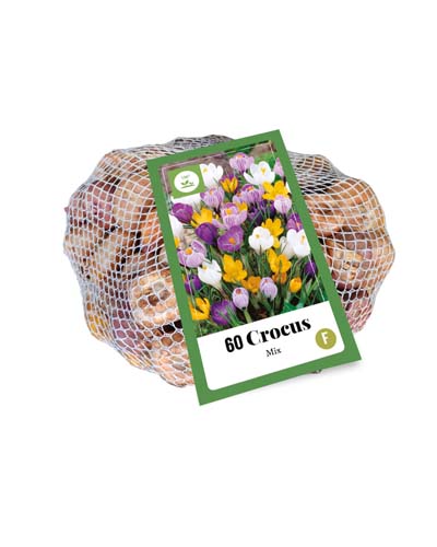KROKUSY MIX 60 ks 