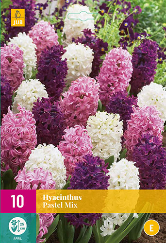 hyacinty, zmes hyacintov, cibuloviny, cibule kvetov, cibule hyacintov, hyacint