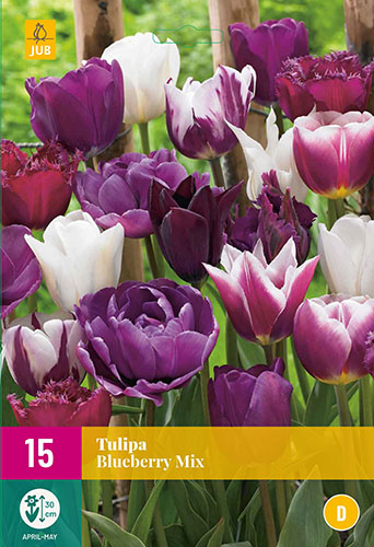  TULIPÁNY BLUEBERRY MIX 15 ks 