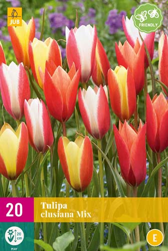 XXL Balenia Tulipány CLUSIANA MIX 20 ks 