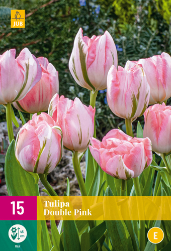 XXL Balenia Tulipány DOUBLE PINK 15 ks 