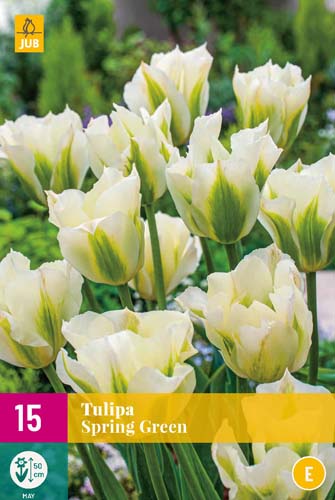 XXL Balenia Tulipány SPRING GREEN 15 ks 