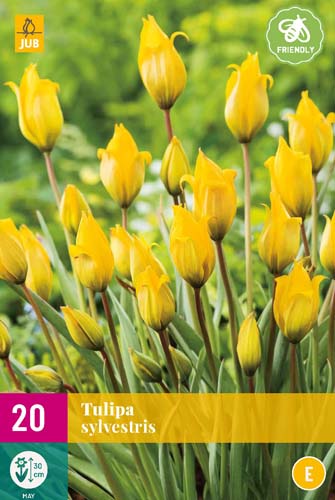 Tulipán sylvestris - 20 ks