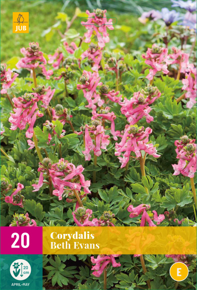  CORYDALIS BETH EVANS   20 ks 