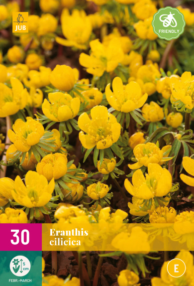  ERANTHIS CILICICA   30 ks 