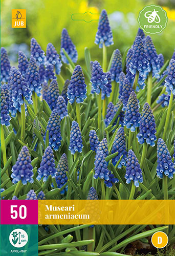  MUSCARI ARMENIACUM 50 ks 
