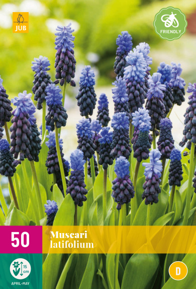  MUSCARI LATIFOLIUM   50 ks 