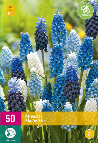  MUSCARI MAGIC MIX 50 ks 