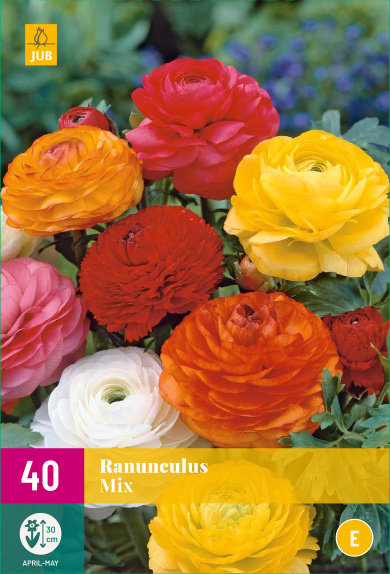  RANUNCULUS MIX 40 ks 