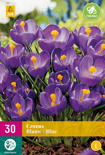 modrý krokus, krokusy, cibuloviny, šafrán, modré kvety,