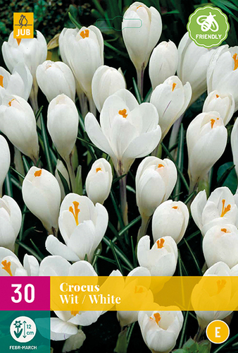 biele krokusy, biely šafrán, biely krokus, krokus biely, cibuloviny, biele kvety,