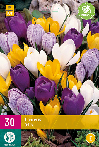 cibulky krokusov, cibuloviny, krokusy, krokus, šafrán, safran, kvety, jarne kvety,