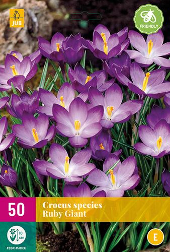 krokusy, cibulky krokusov, krokusky, šafrán, cibuloviny