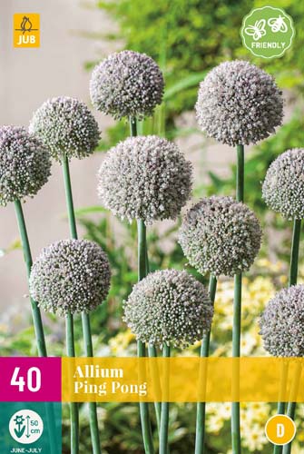 ALLIUM PING PONG 40 ks 