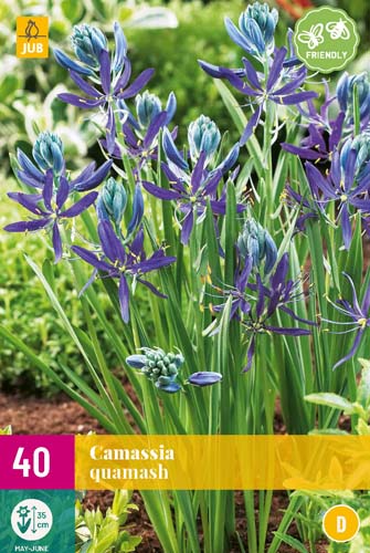 CAMASSIA QUAMASH 40 ks