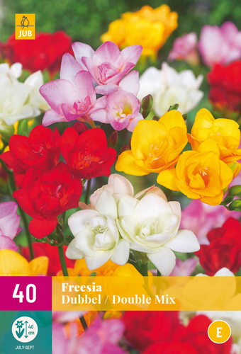  FREESIA PLNOKVETÁ MIX 40 ks 