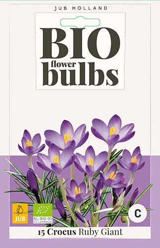  KROKUSY TOMMASINIANUS RUBY GIANT - BIO 15 ks 