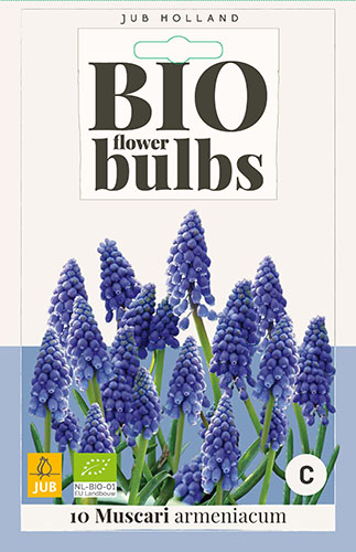  MUSCARI ARMENIACUM - BIO 10 ks 