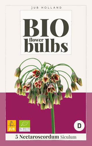  ALLIUM Nectaroscordum sivćulum - BIO 5 ks 