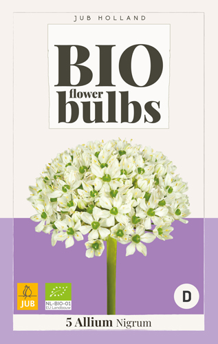  ALLIUM Nigrum - BIO 5 ks 
