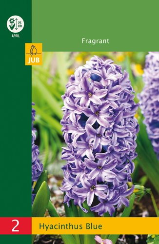 modry hyacint, kvetove cibulky, cibuloviny, kvety, cibule hyacintov