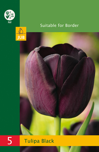 modry hyacint, kvetove cibulky, cibuloviny, kvety, cibule hyacintov