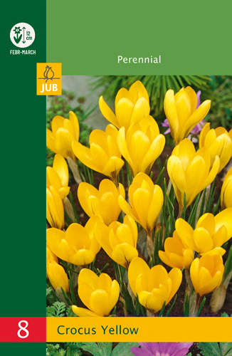 Krokusy Yellow Budget line - 8 ks