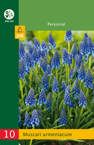 Muscari armeniacum Budget line - 10 ks