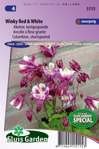 Aquilegia Winky Red & White ±20 semien