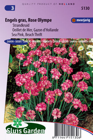 Armeria maritima splendens Rose Olympe ±80 semien