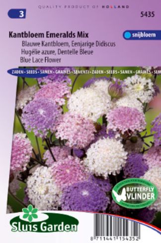 Trachymene caeruleus, Didiscus 0,2g cca 80 semien