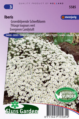 Iberis sempervirens biely 0,3g