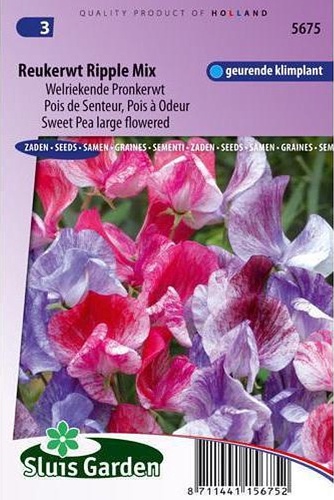 Lathyrus odoratus multiflorus veľkokvetá zmes Ripple Mix cca 2,5 g