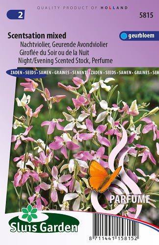 Matthiola longipetala bicornis Night/Evening scentsation mix 0,3 g cca 360 semien