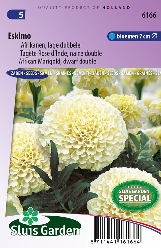 Tagetes erecta nana trpazlíčí plnokvetý Eskimo  0,4 g cca 100 semien