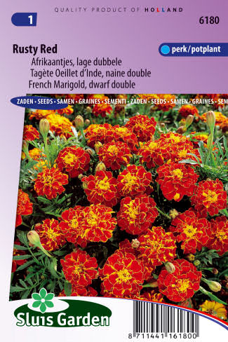 Tagetes patula nana Rusty Red 0,5g