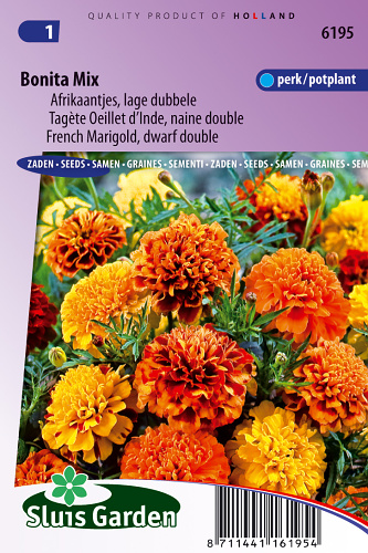 Tagetes patula nana Bonita Mix 0,5g cca 165 semien