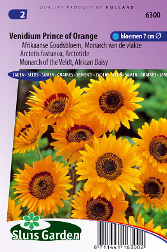 Venidium fastuosum Monarch of the Veldt Orange 0,15 g cca 375 semien