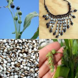 Slzovka obyčajná COIX lacryma jobi cca 5g